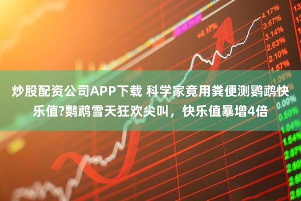 炒股配资公司APP下载 科学家竟用粪便测鹦鹉快乐值?鹦鹉雪天狂欢尖叫，快乐值暴增4倍